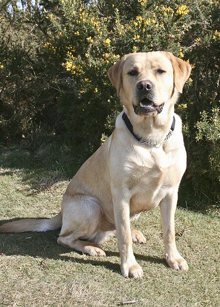 File:Labrador on Quantock, posing for photo (2317633416).jpg