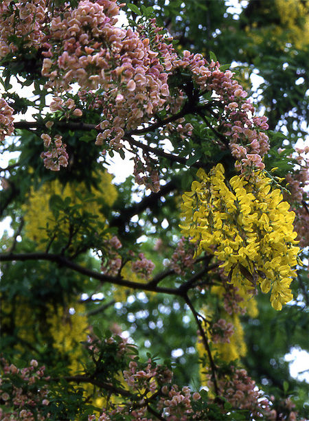 Laburnocytisus adamii