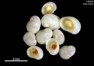 <i>Lacunoides</i> Genus of gastropods