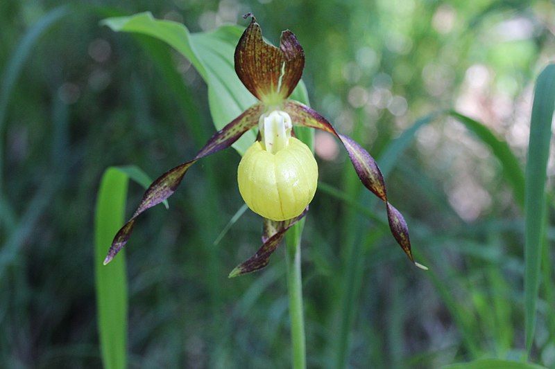 File:Lady's-Slipper Orchid - Cypripedium calceolus (14041451560).jpg