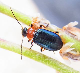 <i>Lebia cyanocephala</i> Species of beetle