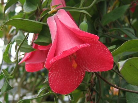 Lapageria rosea1b.SHSU.jpg