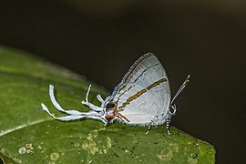 Hypolycaena antifaunus antifaunus (Large fairy hairstreak) male underside