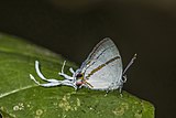 Large fairy hairstreak (Hypolycaena antifaunus antifaunus) male 2.jpg