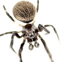 Image of male Lasaeola tristis spider