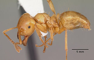 <i>Lasius interjectus</i> Species of ant