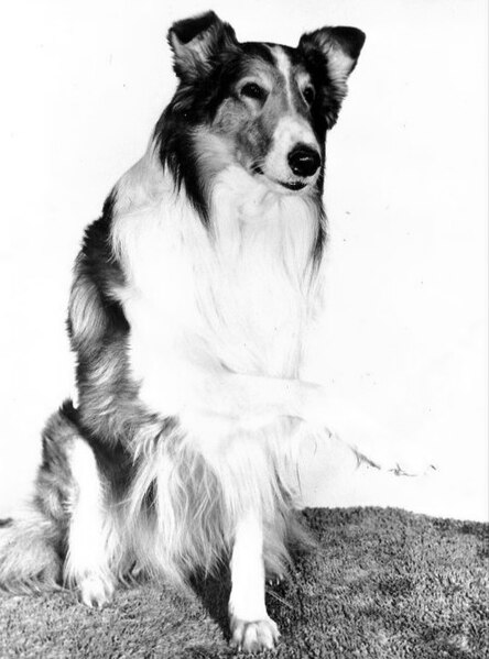 File:Lassie portrait gives paw 1956.JPG