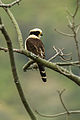Laughing Falcon - South-Ecuador.jpg