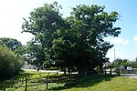 Vignette pour Liste d'arbres remarquables en Eure-et-Loir