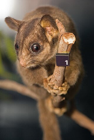 <span class="mw-page-title-main">Leadbeater's possum</span> Species of marsupial