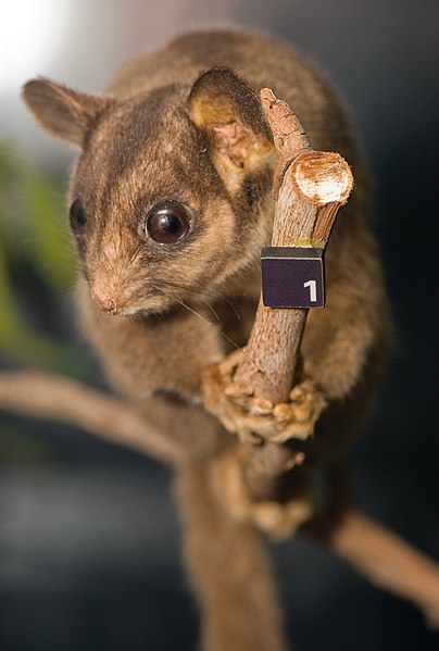 File:Leadbeater's Possum 02 Pengo.jpg