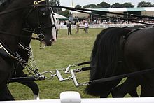 A carriage team's wheeler, in a Liverpool bit set up with minimum leverage. The leaders' two pairs of reins can also be seen being joined into one balanced pair. Leader bars.jpg