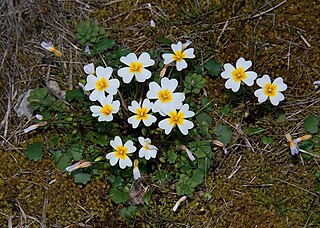 <i>Leavenworthia alabamica</i> Species of plant