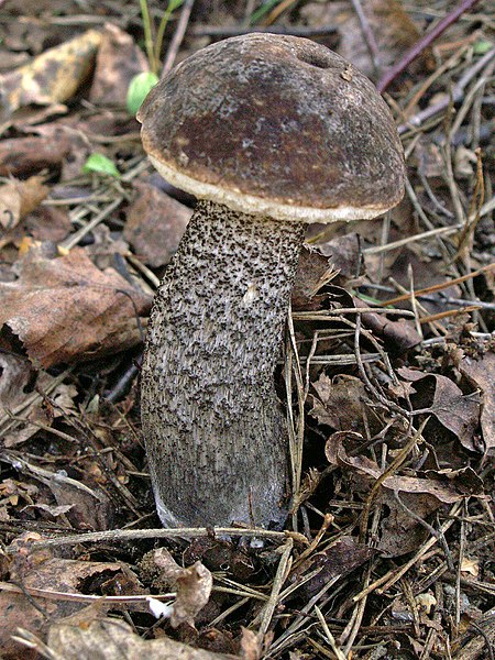 File:Leccinum scabrum 060912.jpg