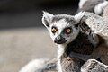 Lemur catta, Duisburg - 0824.jpg