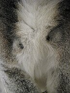 Halka kuyruklu erkek lemurun göğsünün yakından görünümü, her koltuk altının üzerinde siyah bir koku bezini gösteriyor