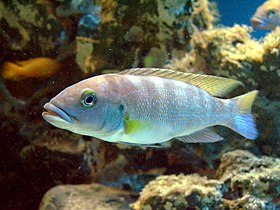 Lepidiolamprologus cunningtoni (Worclaw zoo)-1.JPG