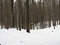 Čeština: Přírodní rezervace Grybla, Hornopožárský les, Česká republika. English: Grybla Nature Reserve, Hornopožárský Forest, Czech Republic. Camera location 49° 52′ 39.2″ N, 14° 33′ 51.11″ E    View all coordinates using: OpenStreetMap