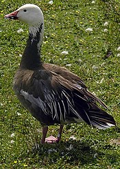 Snow goose Lesser.snow.goose.blue.arp.600pix.jpg