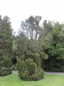 Libocedrus bidwillii