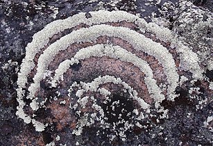 Lichen, Nunavut