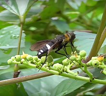 Ligyra tantalus (bee fly) in 2016.jpg