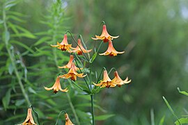 Lilium canadense L., sur les berges de la rivière Batiscan, au Québec