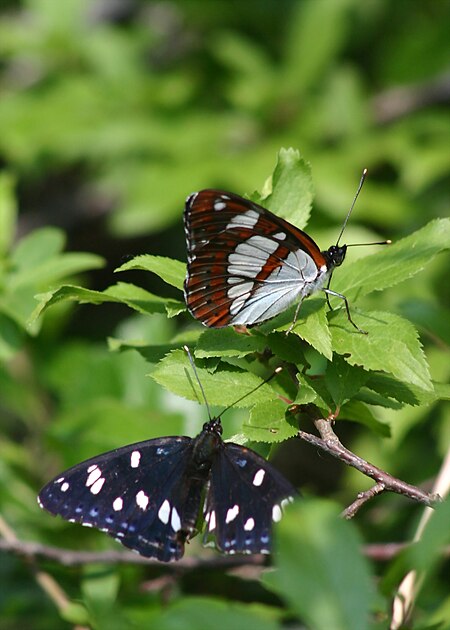 Limenitis_reducta