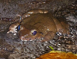 <i>Limnonectes kadarsani</i> Species of frog