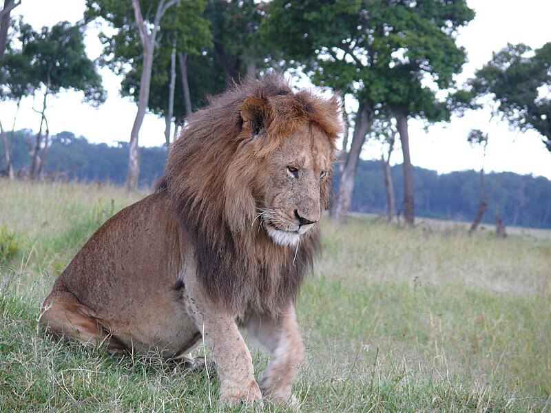 File:Lion, Maasai Mara (16161055707).jpg