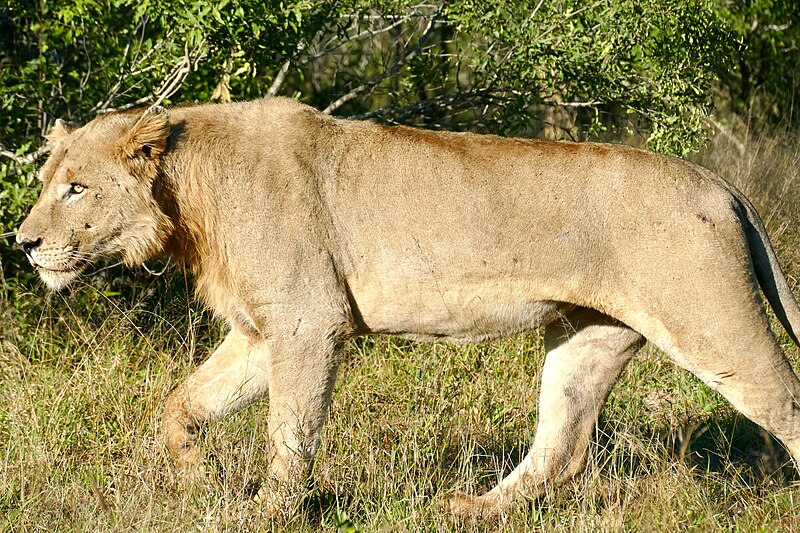 File:Lion (Panthera leo) young male ... (52132204459).jpg