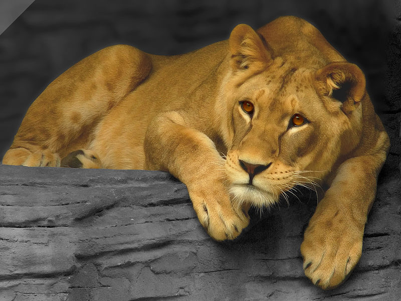 File:Lioness updated.jpg