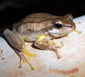 Litoria jervisiensis.JPG görüntüsünün açıklaması.