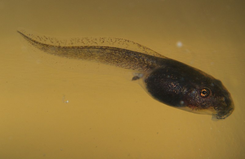 File:Litoria xanthomera tadpole.jpg