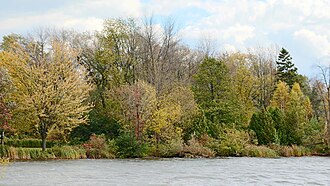 East shore of the lake Little Lake, Peterborough (502474) (16630437715).jpg