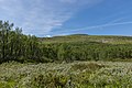 * Nomination Montane Birch forest in Ljungdalen, Berg --ArildV 09:30, 30 July 2013 (UTC) * Promotion  Support QI --A.Savin 11:24, 30 July 2013 (UTC)