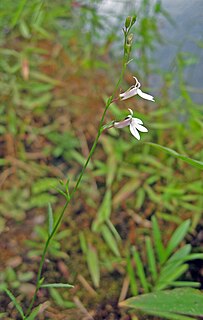 <i>Lobelia nuttallii</i> Species of flowering plant