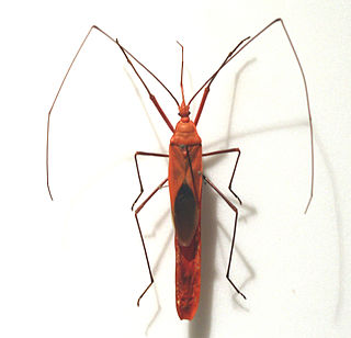 <i>Macrocheraia</i> Genus of true bugs