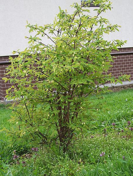 File:Lonicera coerulea 2.jpg