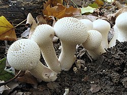 Lycoperdon perlatum (Flaschen-Stäubling)2.jpg