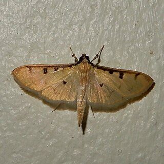 <i>Lygropia tripunctata</i> Species of moth