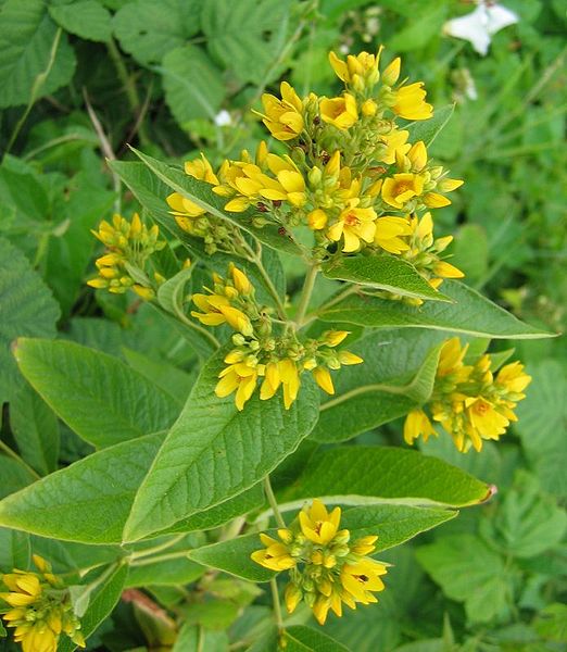 File:Lysimachia vulgaris.jpeg