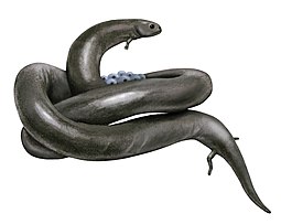Life restoration of the Permian snake-like amphibian Lysorophus showing speculative egg-coiling behavior Lysorophus.jpg