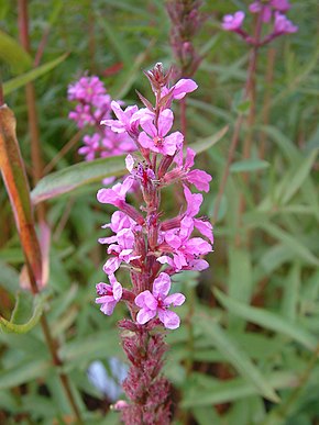 Beschrijving van Lythrum virgatum RB2.JPG-afbeelding.