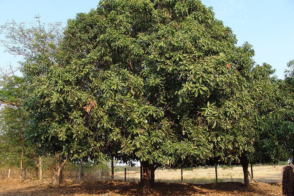 Pokok mangga