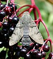 Hummingbird Hawk-moth (Macroglossum stellatarum) Taubenschwänzchen