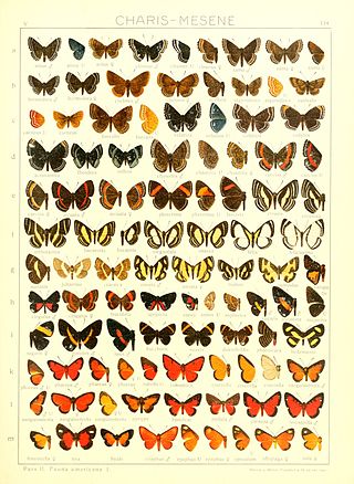 <i>Mesene</i> (butterfly) Genus of butterflies