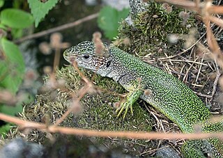 Western green lizard species of reptile