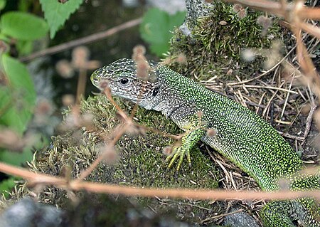 Lacerta bilineata