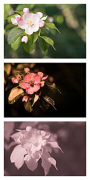 Thumbnail for File:Malus sylvestris (European Crabapple) Vis UV IR comparison.jpg